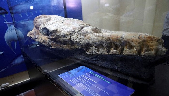 Paleontólogos han presentado los restos fósiles de un ancestro de los cetáceos modernos