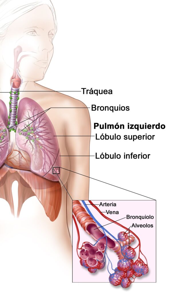 Estructuras de los pulmones