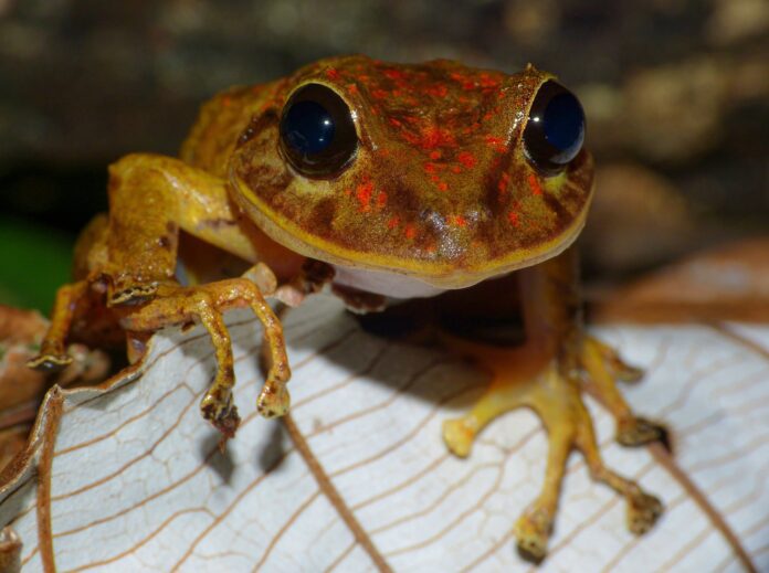 Pristimantis gretathunbergae: la rana de lluvia de Greta Thunberg