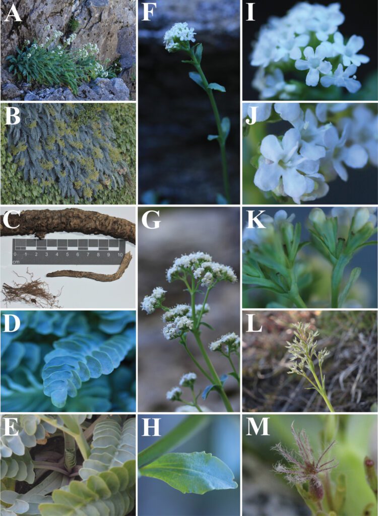 Valeriana praecipitis: la Valeriana de los acantilados