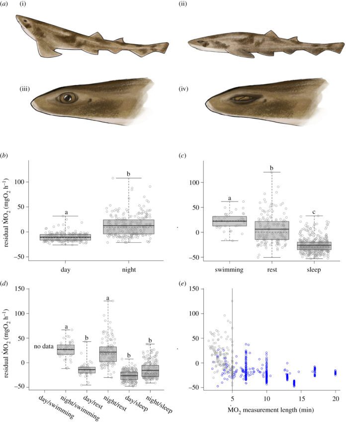 Al menos una especie de tiburón duerme, indica un nuevo estudio Al menos una especie de tiburón duerme, indica un nuevo estudio