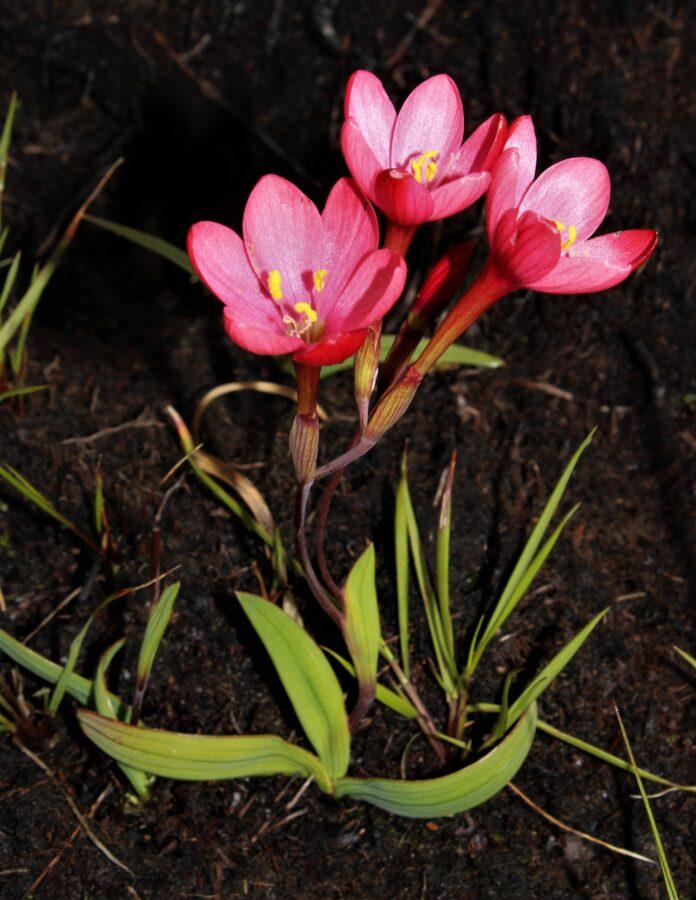 Geissorhiza seracina: una nueva especie de planta Sudafricana