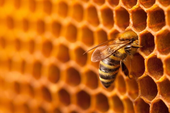 Estados Unidos aprueba la primera vacuna del mundo para abejas Estados Unidos aprueba la primera vacuna del mundo para abejas