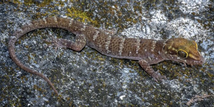 Una nueva especie de gecko descubierta en Timor Oriental