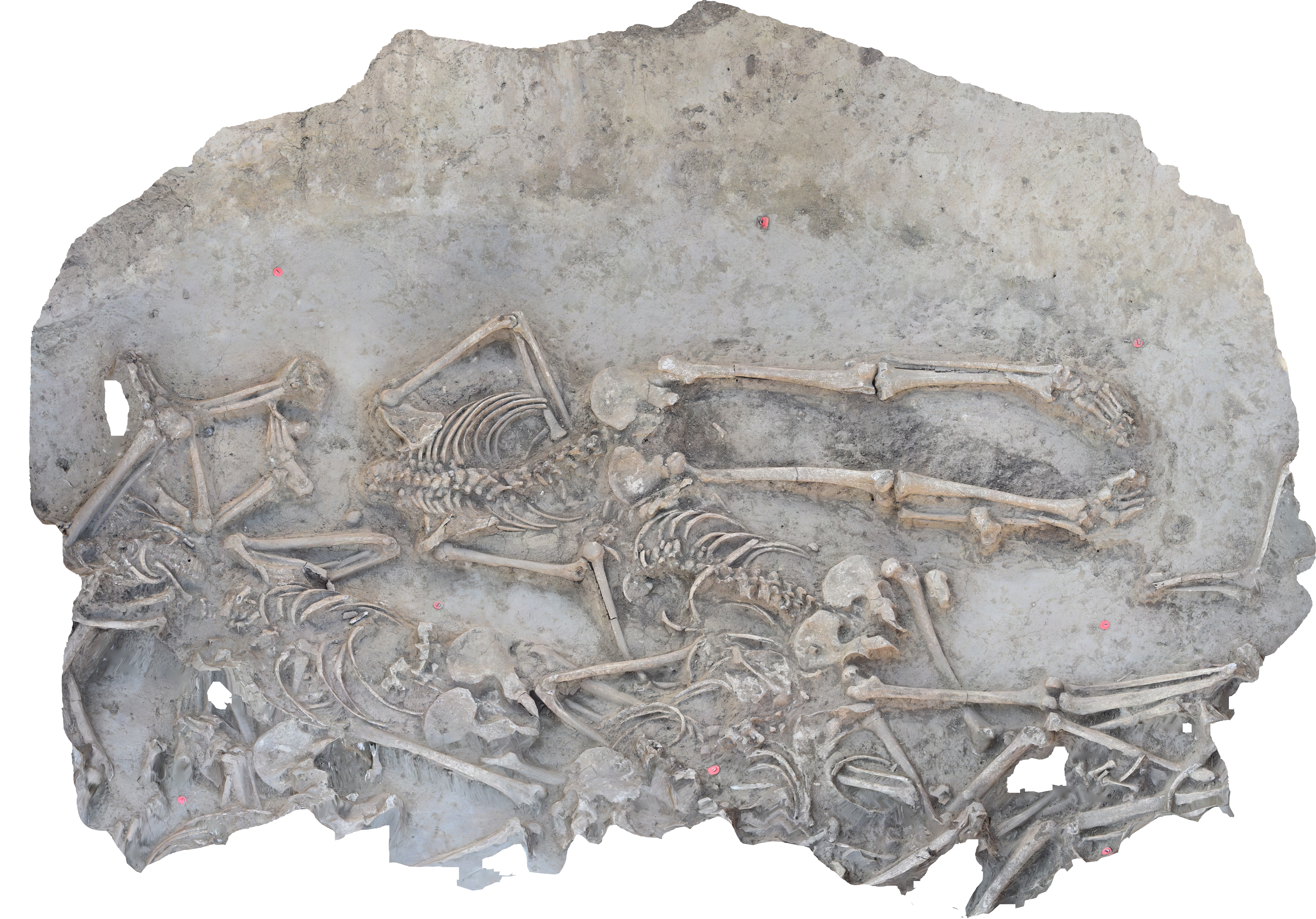 Esqueletos sin cabezas que datan de hace 7 000 años descubiertos en Eslovaquia Esqueletos sin cabezas que datan de hace 7 000 años descubiertos en Eslovaquia