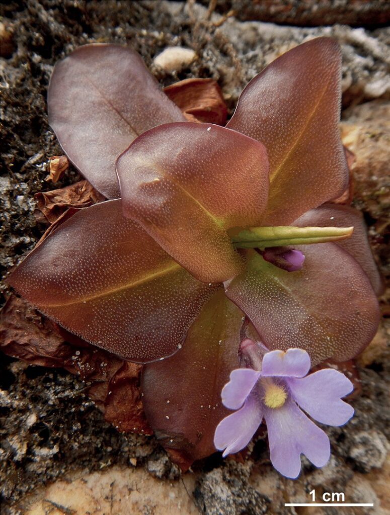 Dos nuevas especies de plantas carnívoras