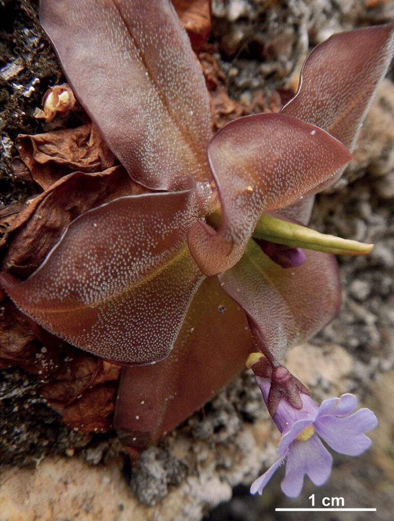 Dos nuevas especies de plantas carnívoras descubiertas en Ecuador