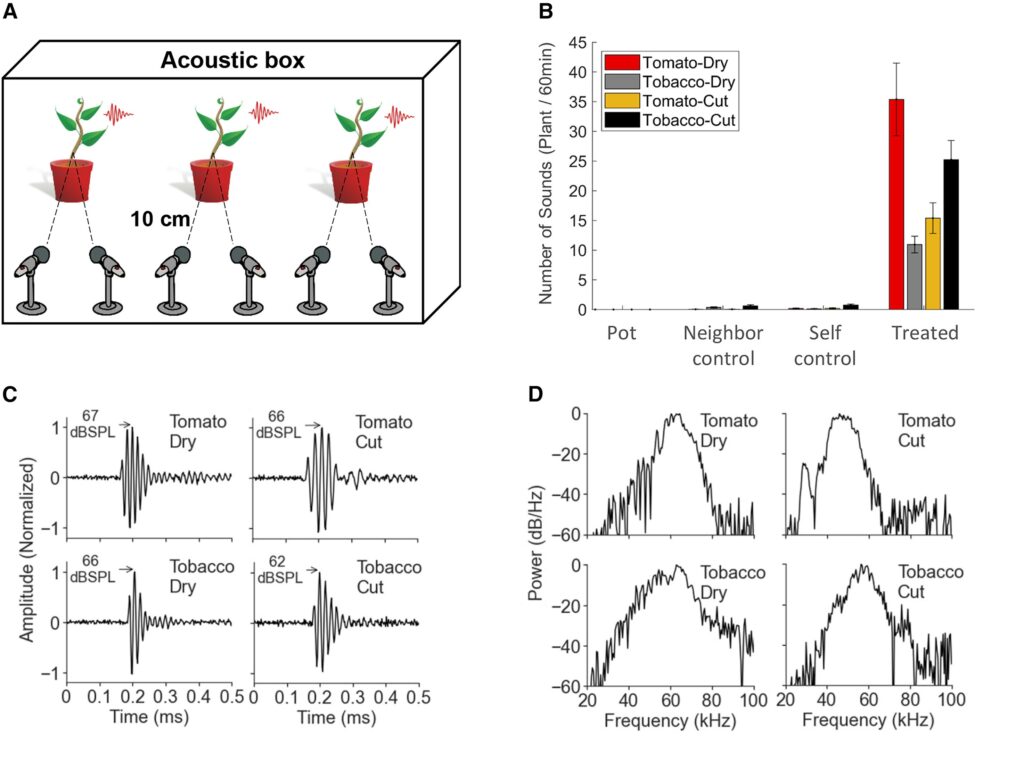 Las plantas "gritan" cuando están estresadas, sugiere un nuevo estudio 