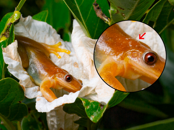 Una especie de rana podria ser el primer anfibio polinizador conocido conocido en el mundo