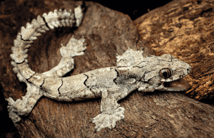 Nueva especie de gecko "volador" descubierta en la India