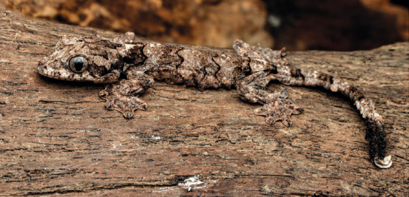 Nueva especie de gecko "volador" descubierta en la India