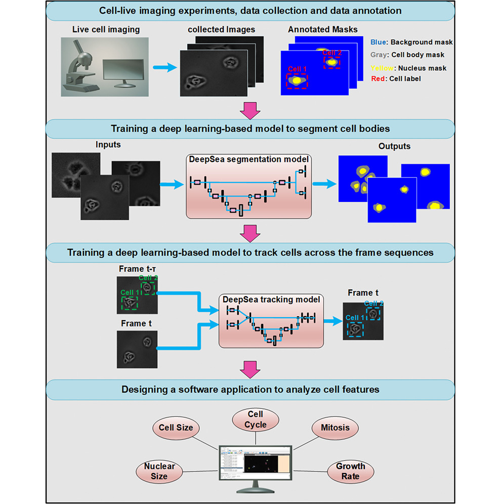Desarrollan un nuevo software para rastrear células individuales
