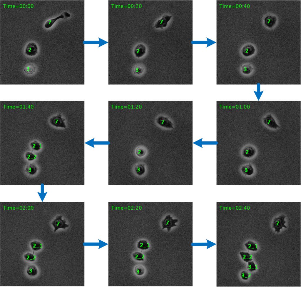 Desarrollan un nuevo software para rastrear células individuales