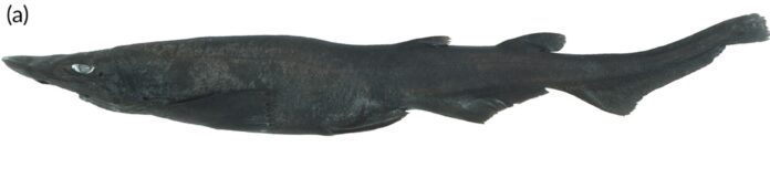 Una nueva especie de tiburón gato de aguas profundas Una nueva especie de tiburón gato de aguas profundas