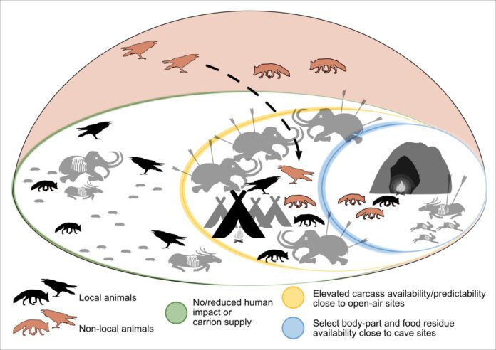 Cuervos Relaciones entre humanos, cuervos y otros animales hace 30.000 años. Crédito: Chris Baumann