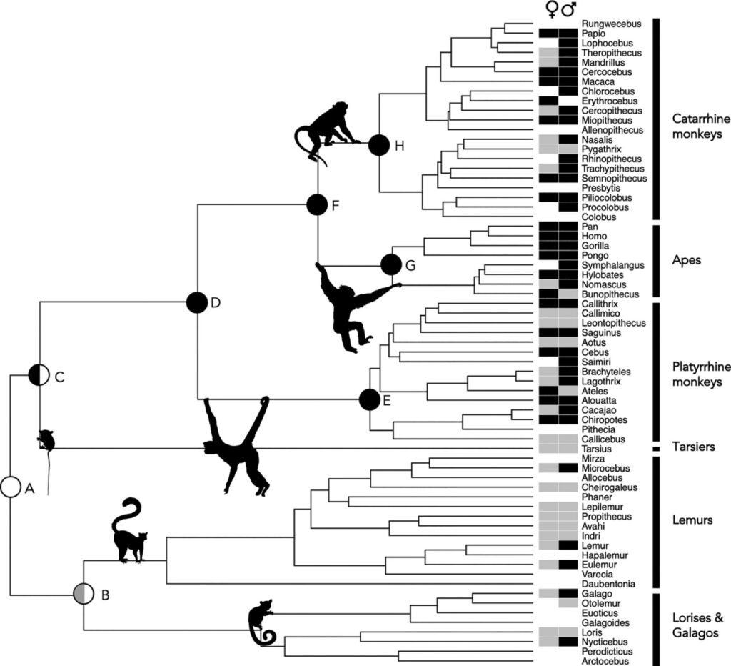 Las ventajas de la masturbación y sus orígenes evolutivos son explicados en un nuevo estudio