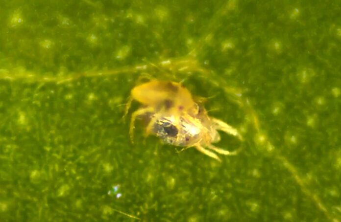 Los machos de una especie de ácaro desnudan a las hembras para ganar el apareamiento Los machos de una especie de ácaro desnudan a las hembras para ganar el apareamiento