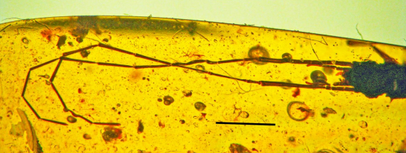 sta nueva especie de escarabajo fósil habría usado sus largas antenas para luchar por las hembras