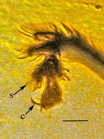 sta nueva especie de escarabajo fósil habría usado sus largas antenas para luchar por las hembras