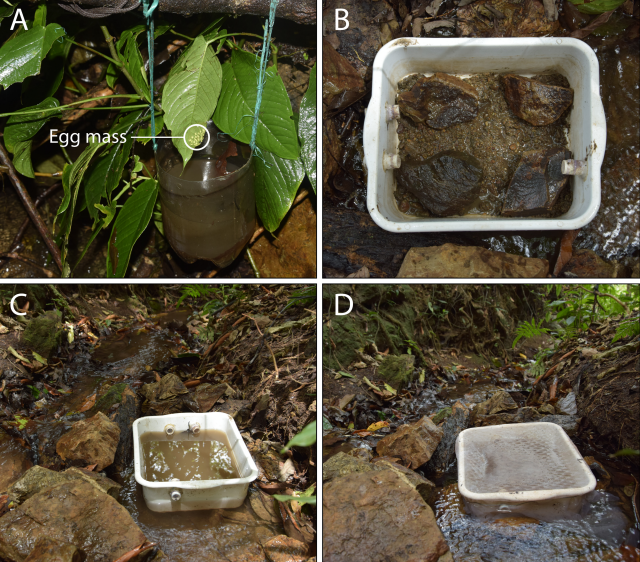 Una nueva especie de rana de cristal descubierta en Colombia