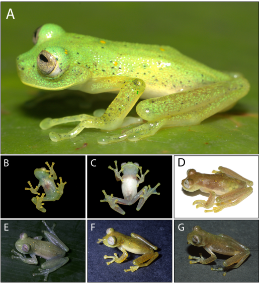 Una nueva especie de rana de cristal descubierta en Colombia