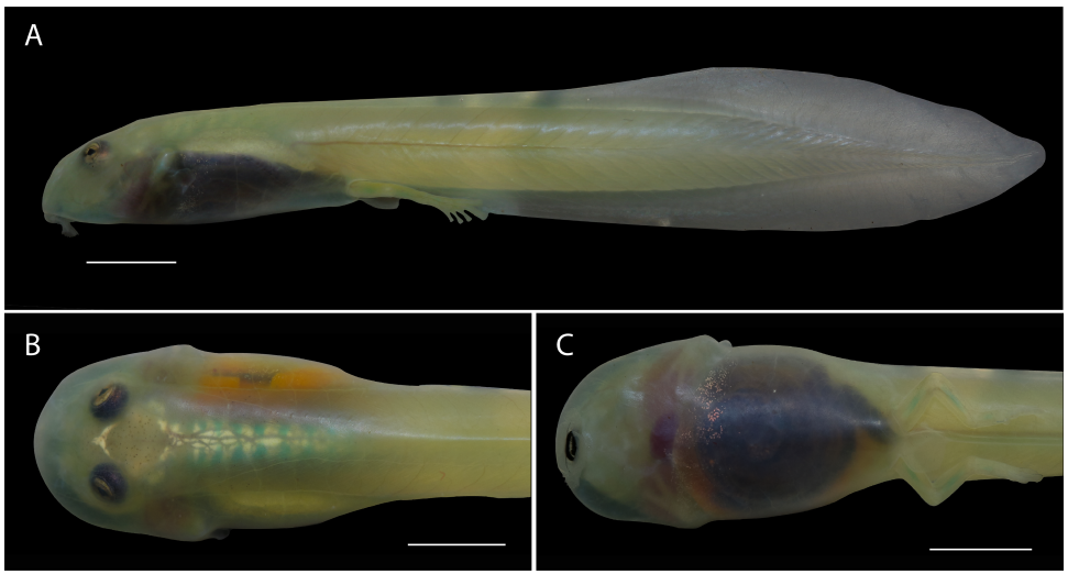 Una nueva especie de rana de cristal descubierta en Colombia