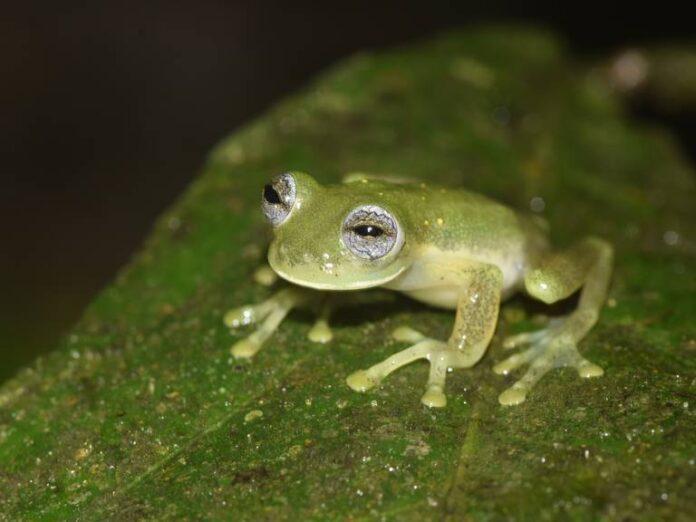 Una nueva especie de rana de cristal descubierta en Colombia