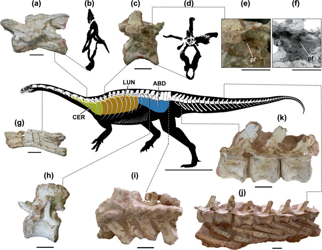 Un fósil podría representar la evidencia más antigua de un rastro evolutivo que permitió a los dinosaurios ser gigantes