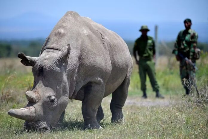 Cómo criar rinocerontes en un laboratorio: la ciencia que podría salvar a una especie en peligro de extinción Cómo criar rinocerontes en un laboratorio: la ciencia que podría salvar a una especie en peligro de extinción
