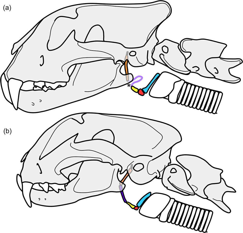 ¿Rugieron o ronronearon los dientes de sable? La respuesta podría estar en sus huesos