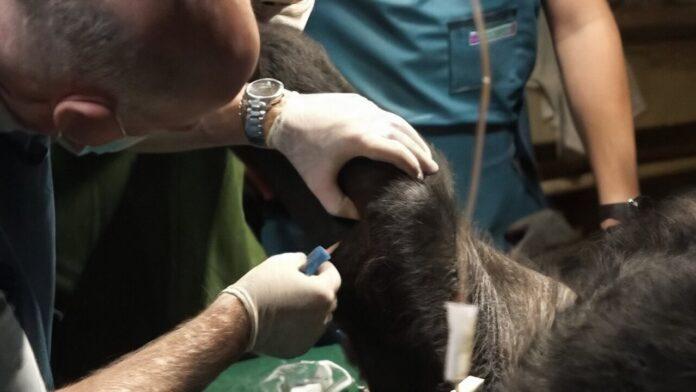 Células madre utilizadas para tratar con éxito la artritis en un gorila en el zoológico de Budapest Células madre utilizadas para tratar con éxito la artritis en un gorila en el zoológico de Budapest