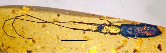 Esta nueva especie de escarabajo fósil habría usado sus largas antenas para luchar por las hembras