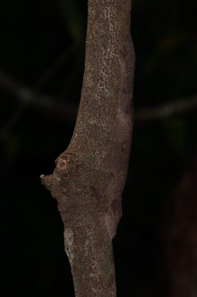 Una nueva especie de gecko de cola de hoja