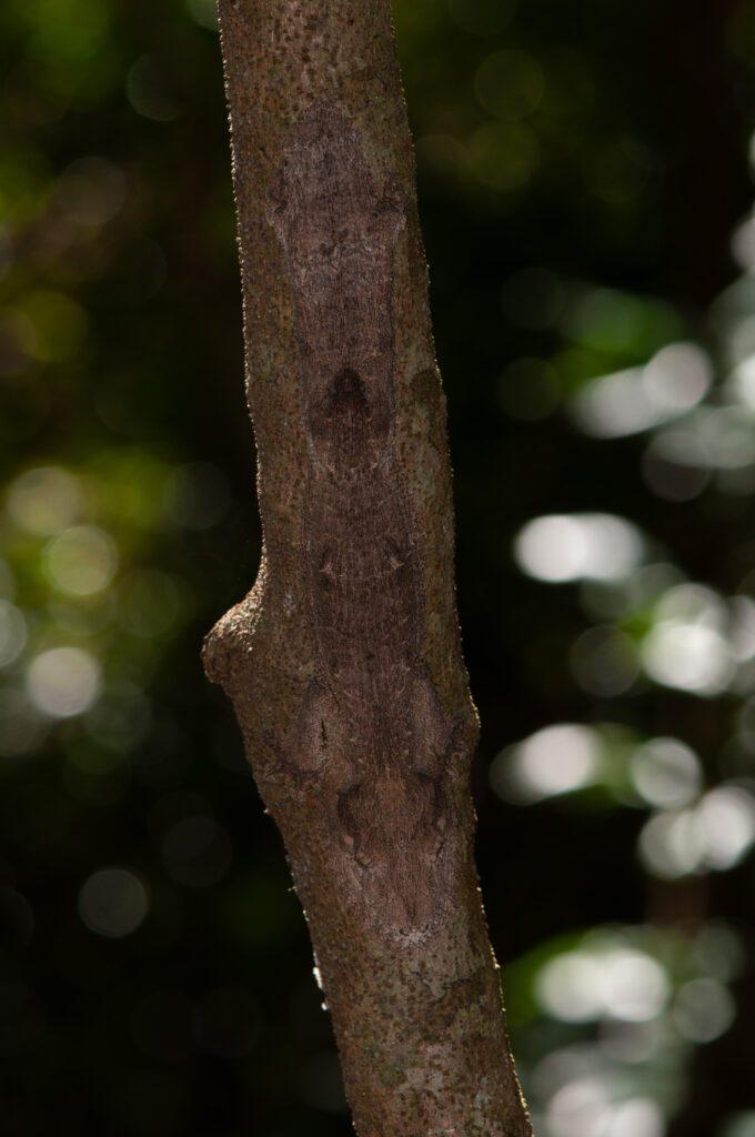 Una nueva especie de gecko de cola de hoja