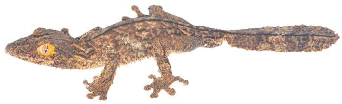 Una nueva especie de gecko de cola de hoja