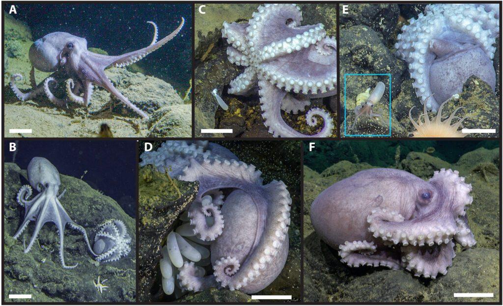 Esta especie de pulpo utiliza aguas termales como incubadoras