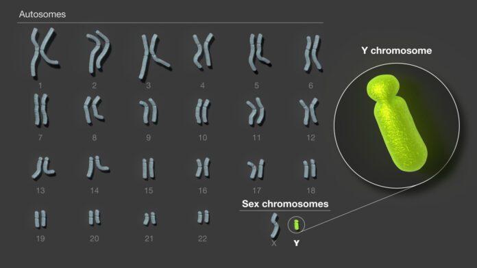 Se ha publicado la secuencia completo del cromosoma Y humano Se ha publicado la secuencia completo del cromosoma Y humano