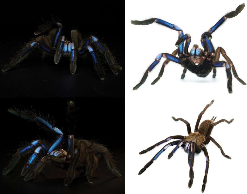 Nueva especie de tarántula azul eléctrico descubierta en Tailandia