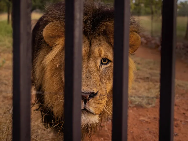 Cómo sería el mundo si los animales tuvieran derechos legales