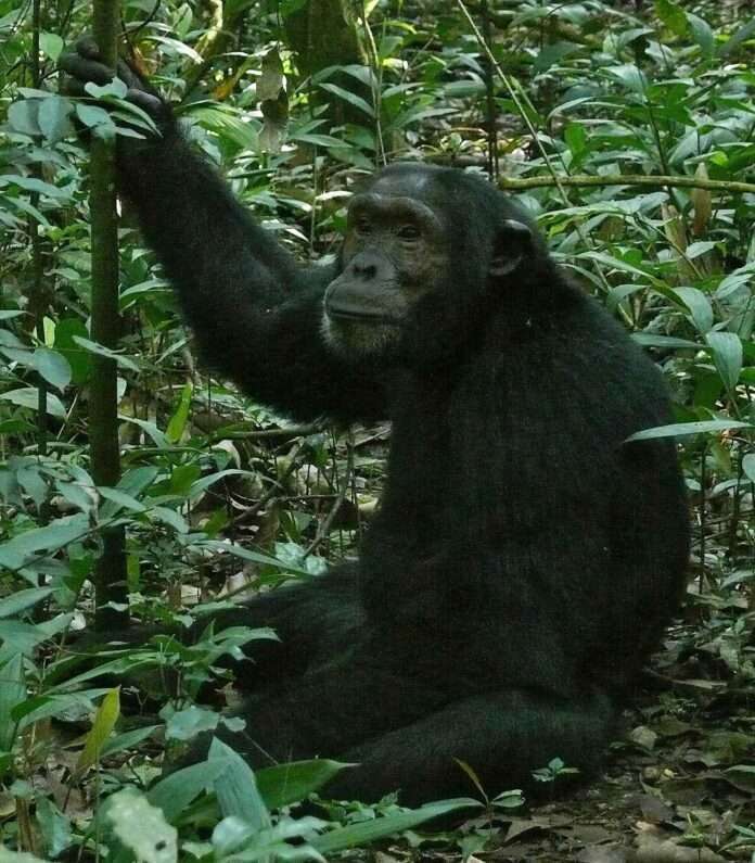Los chimpancés salvajes sufren menopausia, indica un estudio Los chimpancés salvajes sufren menopausia, indica un estudio