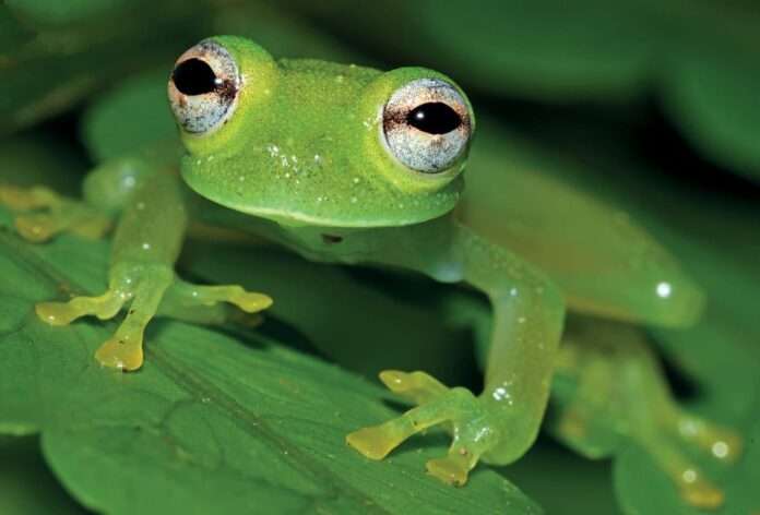 Nueva especie de rana de cristal del género Chimerella