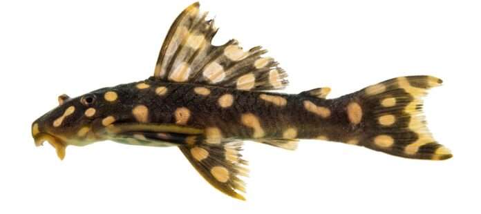 Una nueva especie de pez bagre Una nueva especie de pez bagre