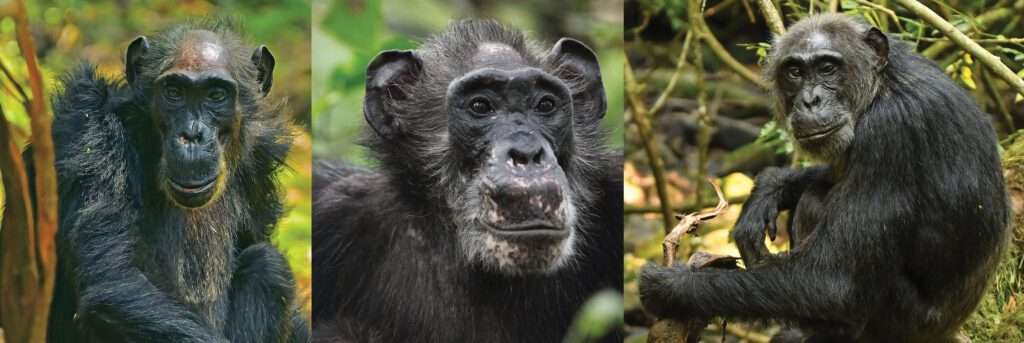 Los chimpancés salvajes sufren menopausia, indica un estudio