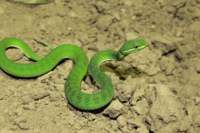 Nueva especie de serpiente venenosa descubierta en Myanmar