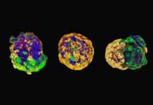 Microbots hechos de células humanas reparan tejidos dañados. Microbots hechos de células humanas reparan tejidos dañados.