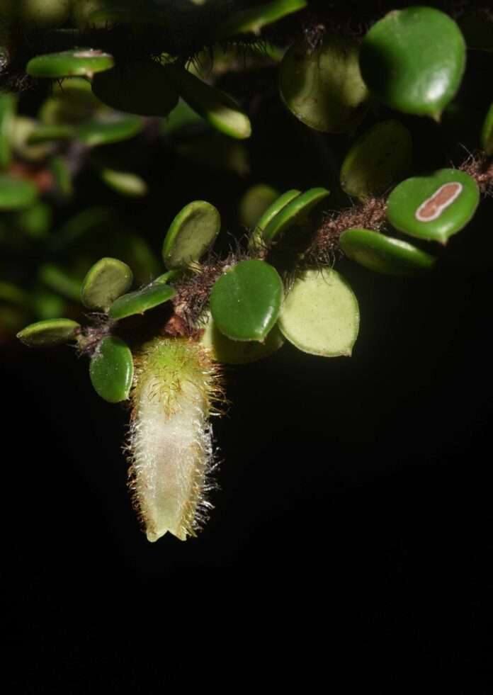 Agapetes rhuichengiana: una nueva especie de planta. Agapetes rhuichengiana: una nueva especie de planta.