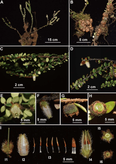 Agapetes rhuichengiana: una nueva especie de planta.