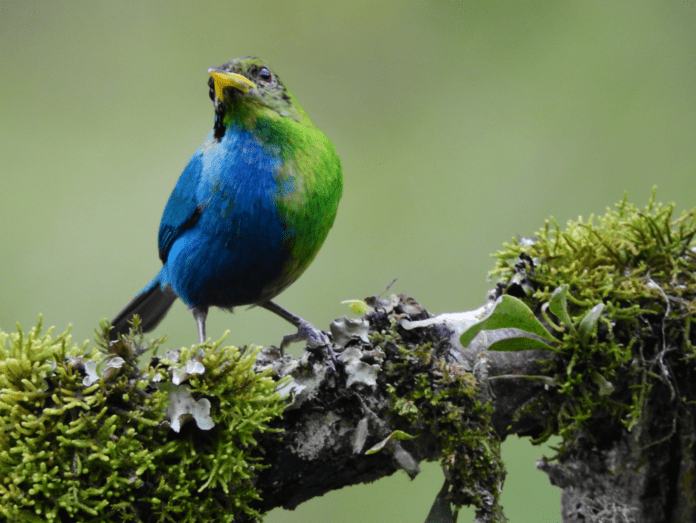 Un pájaro mitad hembra y mitad macho, capturado en imágenes