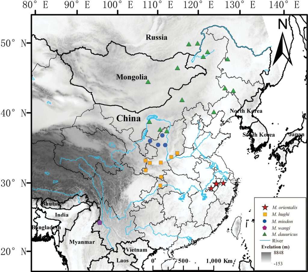 Nueva especie de erizo descubierta en China