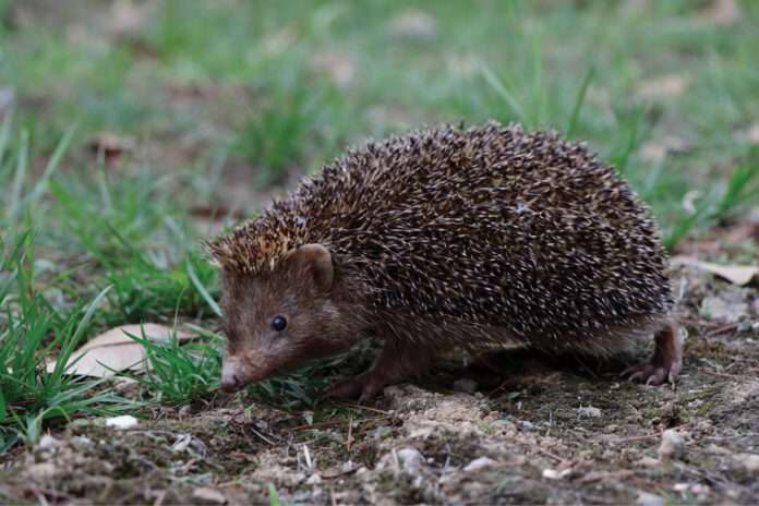 Nueva especie de erizo descubierta en China